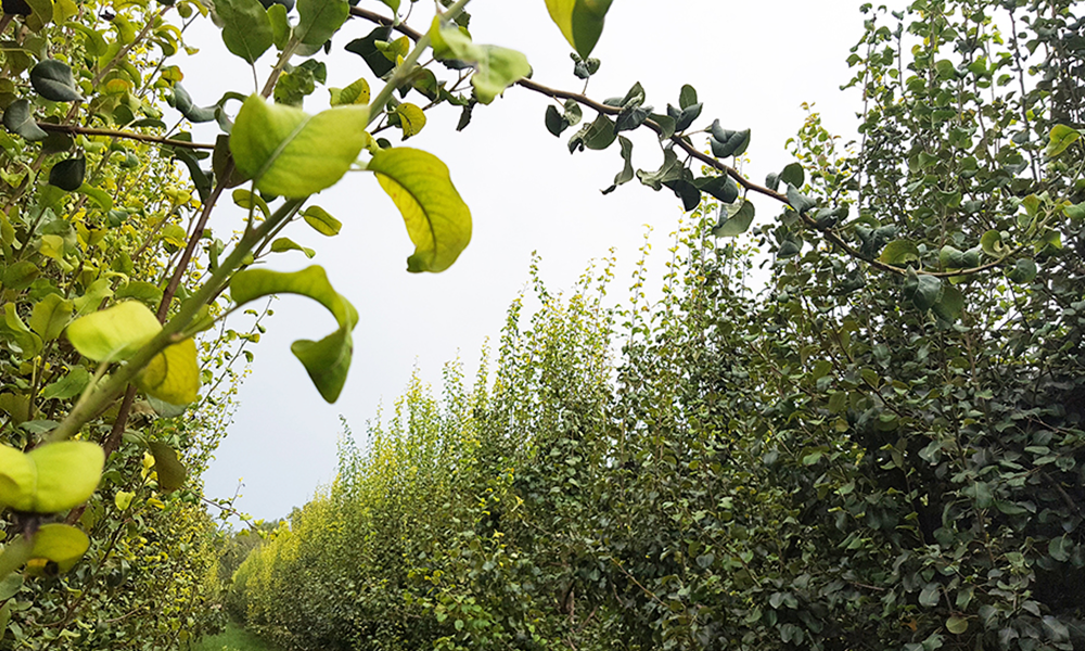 Filera d'arbres amb un cel de fons